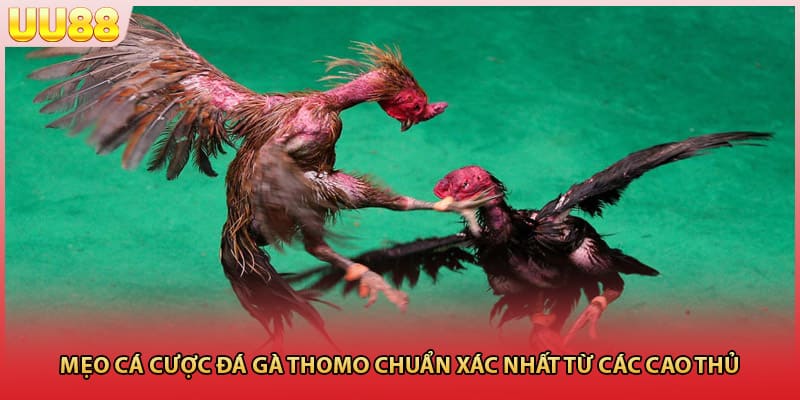 Mẹo cá cược đá gà Thomo