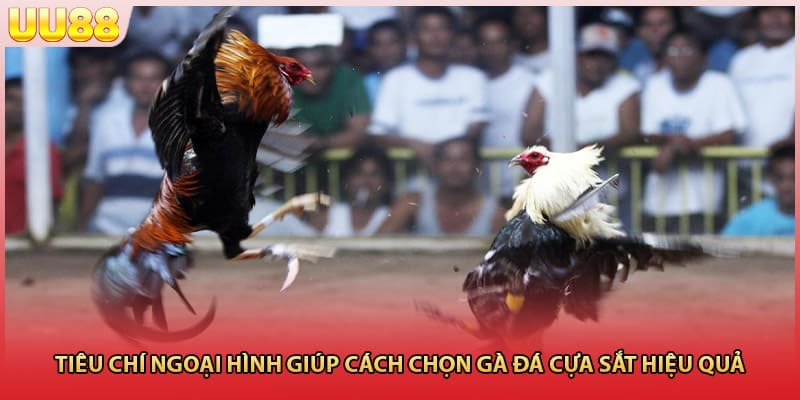 Tiêu chí ngoại hình giúp cách chọn gà đá cựa sắt hiệu quả